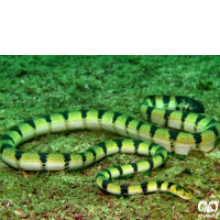 گونه مار دریایی زرد Yellow Sea Snake